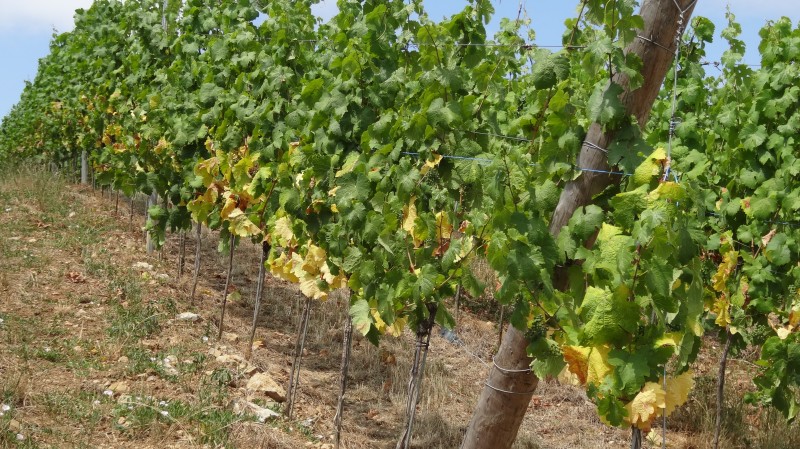 Sécheresse vigne