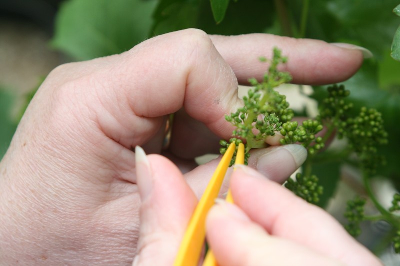 Vigne croisement