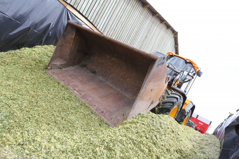 Ensilage%20mai%CC%88s.jpg