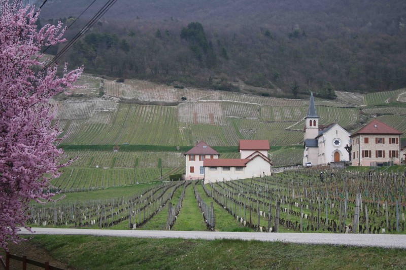 Vignoble de Savoie