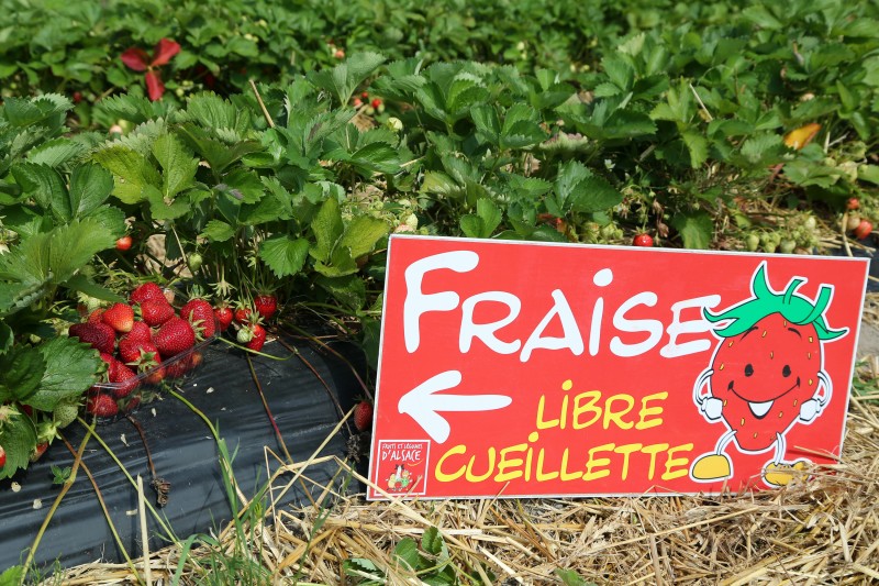 Lancement fraises - 01.jpg