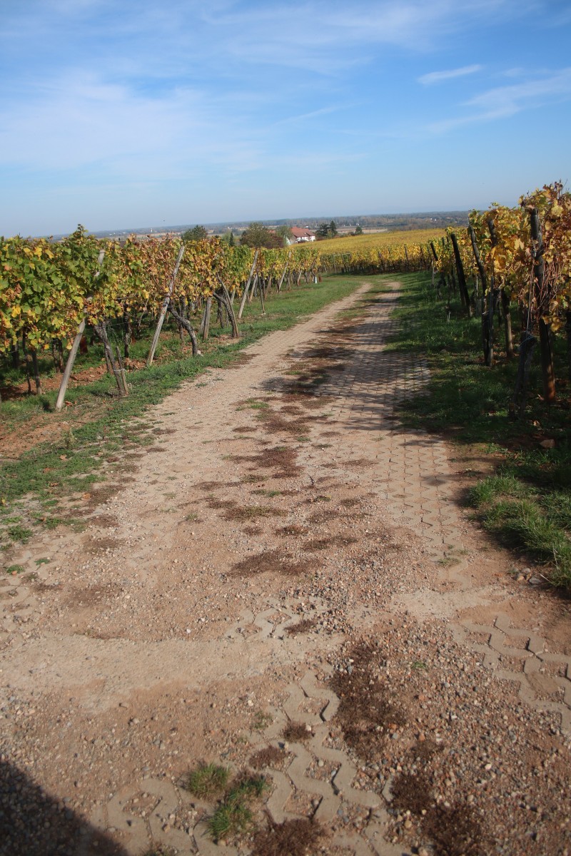 Chemins béton à gazon 