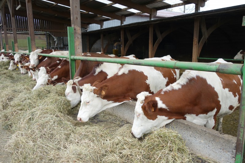 Mois Bio Elever des bovins lait en AB 161117DSC007