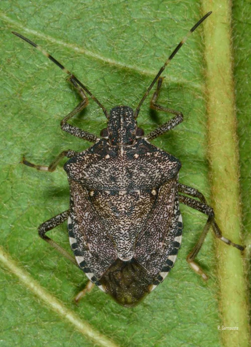 punaise diabolique (Halyomorpha halys)