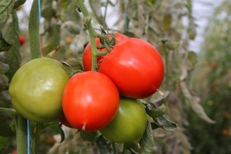 Tomates - 02.jpg