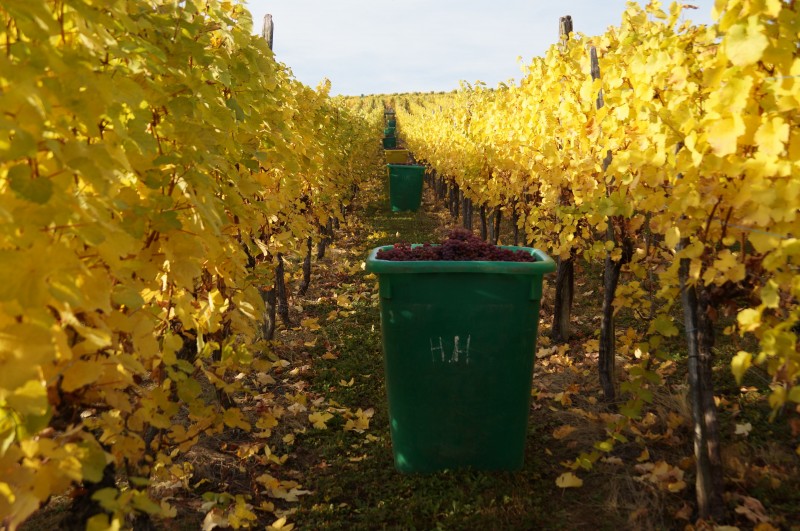 Vignoble automne 28101614.jpg