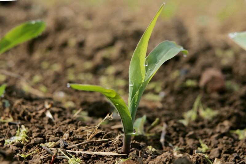 Mais jeune plant.jpg