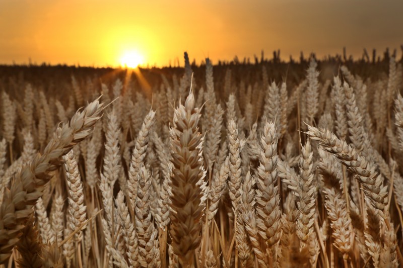 Canicule - Blé - Soleil.jpg