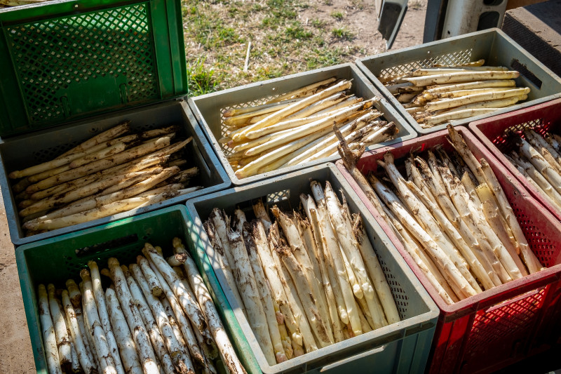 asperge%2002.jpg