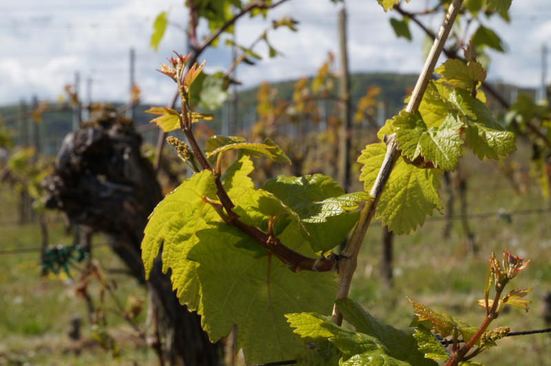 Vignes départ printemps 020517DSC02619.JPG