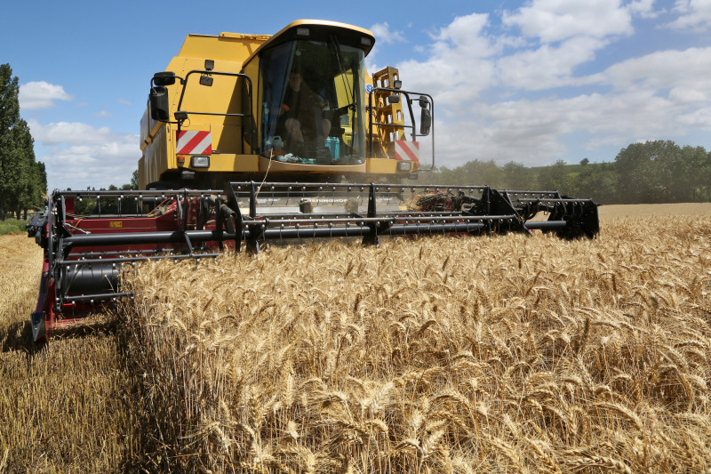 Tour de plaine - Blé - 06 - Moisson.jpg