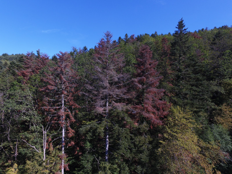 Drone Forêt rouge Masevaux Doller 030919-6.JPG