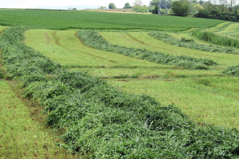 Luzerne ensilage - 05.jpg