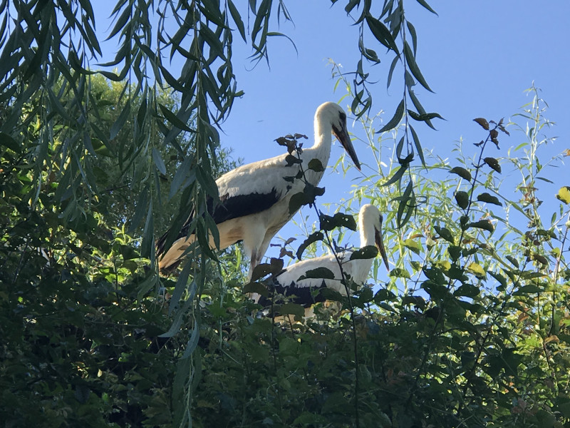 Deux%20cigognes%20dans%20saule%20pleureur.jpg