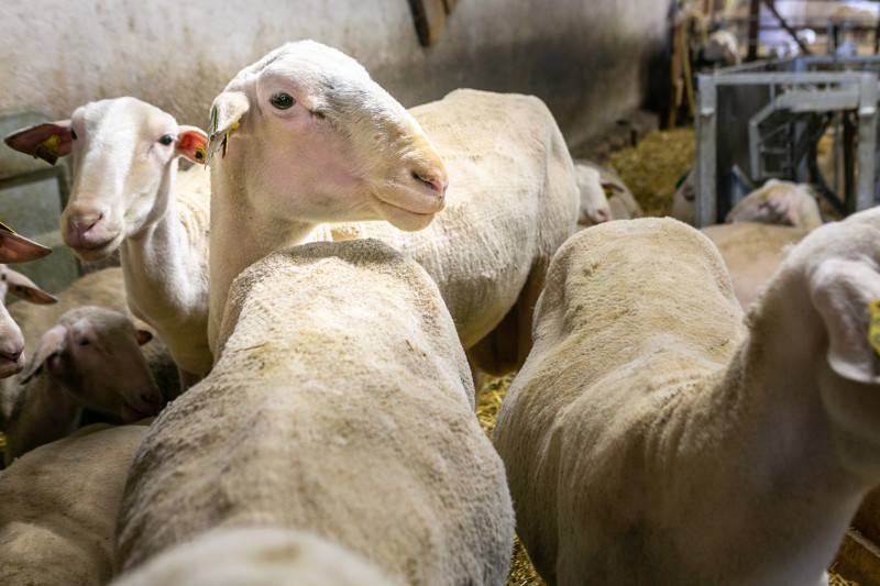 agriculture-montagne_schellenberger_02.jpg