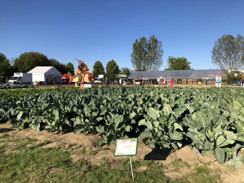 Irfel_confe%CC%81rence_paysage_choux_Show_fruits_et_le%CC%81gumes_Alsace_Illkirch_Baggersee_septembr