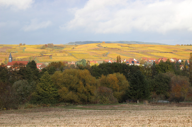 Bergbieten_vignes_village_automne_MVMM_2022_2023.JPG