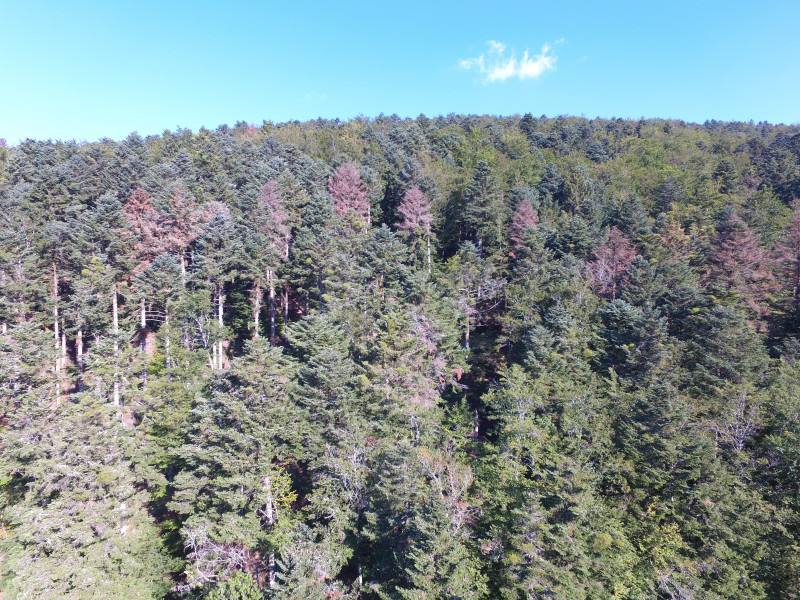 Drone Forêt rouge Masevaux Doller 030919-1.JPG