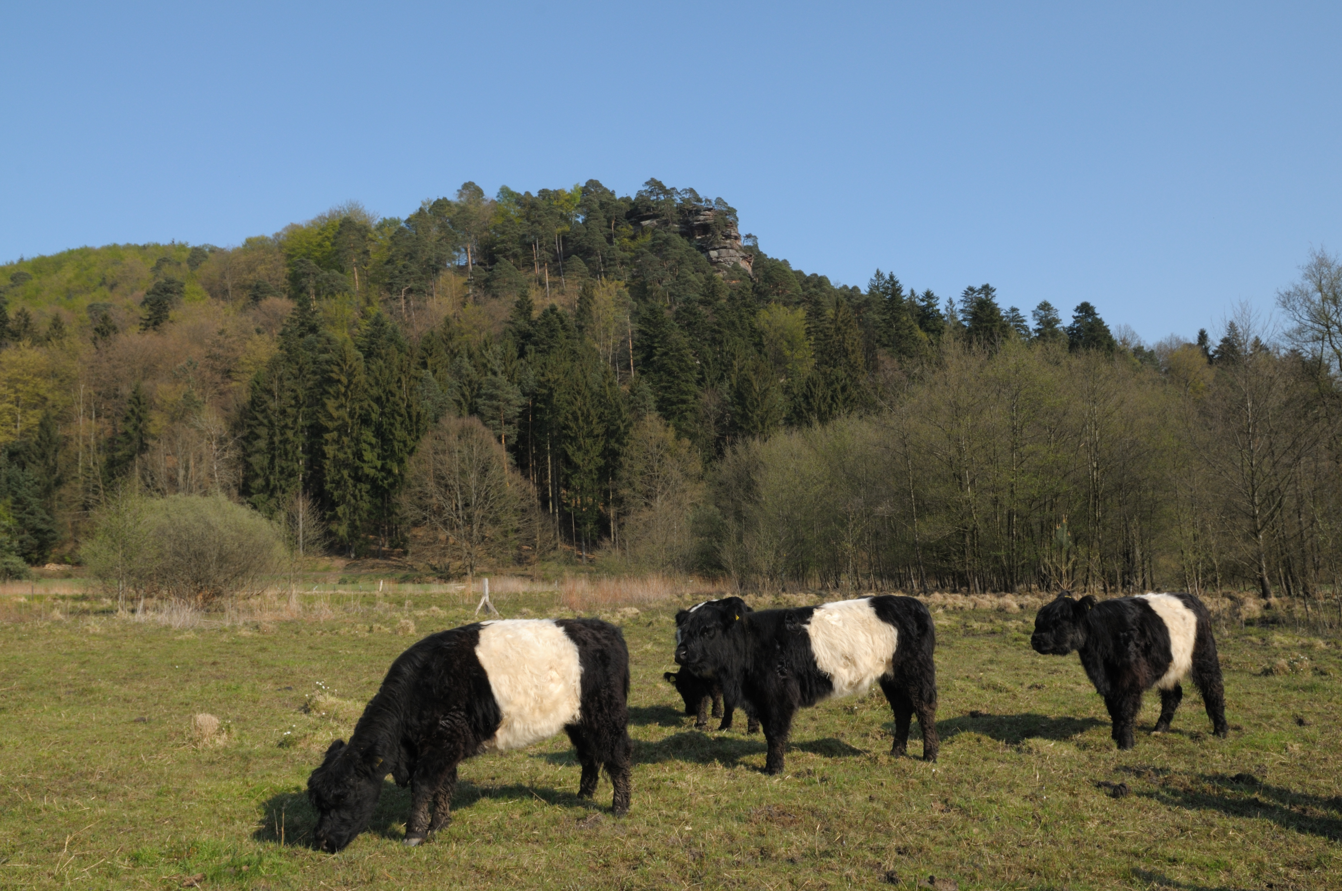 vache%20bicolore-dambach(c)JG-Neusch.jpg