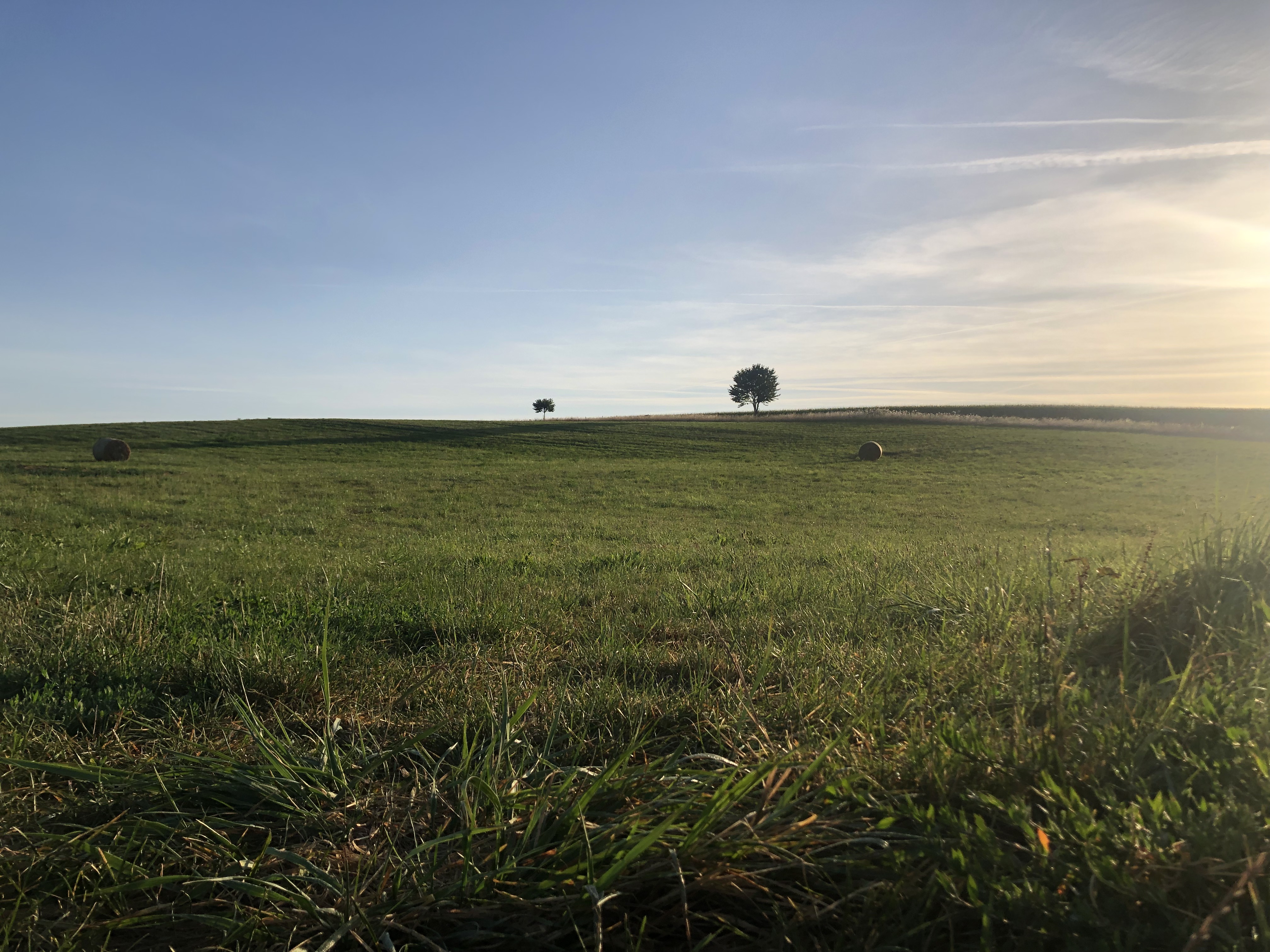 Arbre-paysage-IMG_4037.jpg