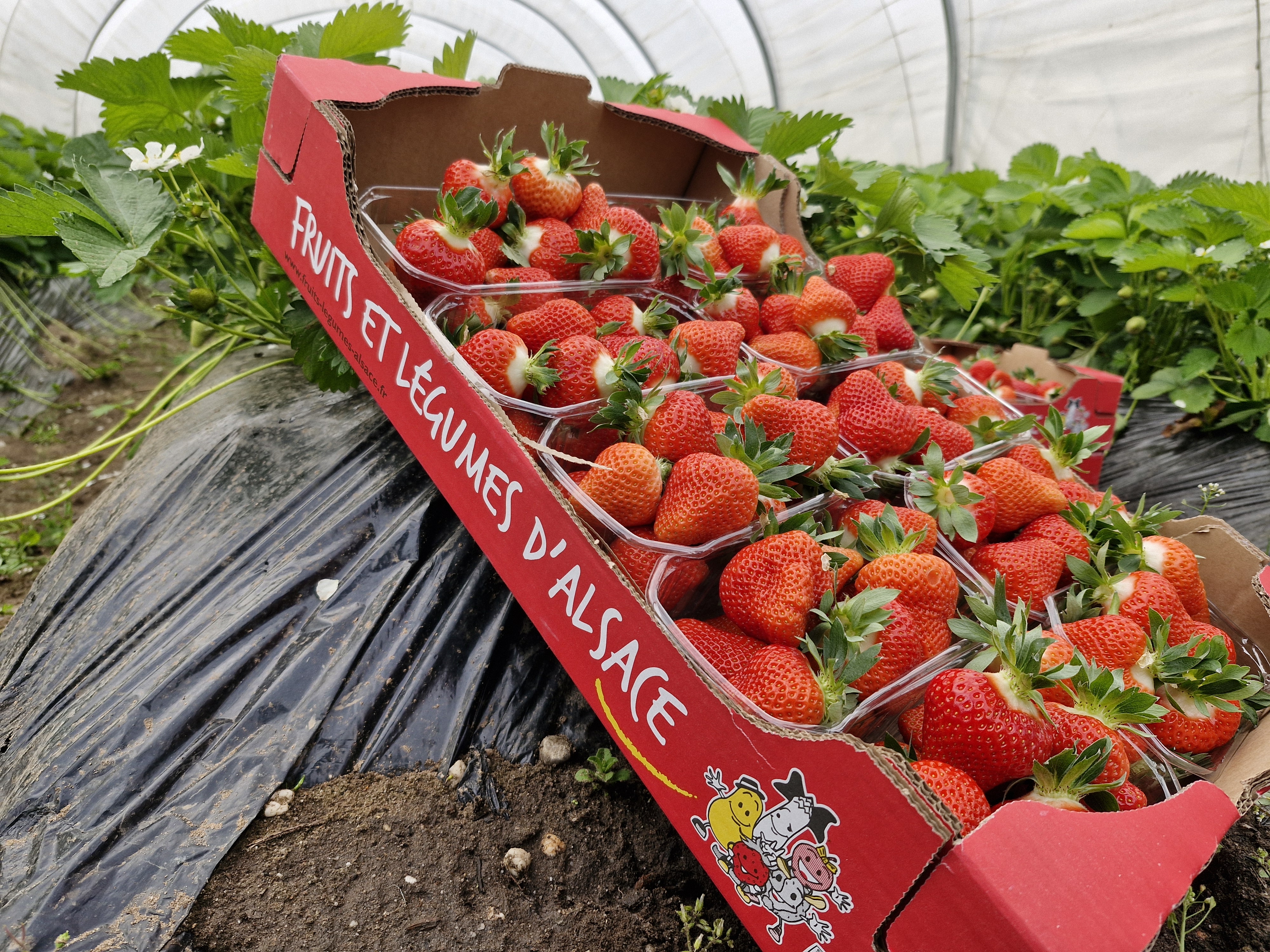 Fraises-Alsace-IFLA-Peterschmitt-Krieger-Haguenau-avril-2025-2.jpg