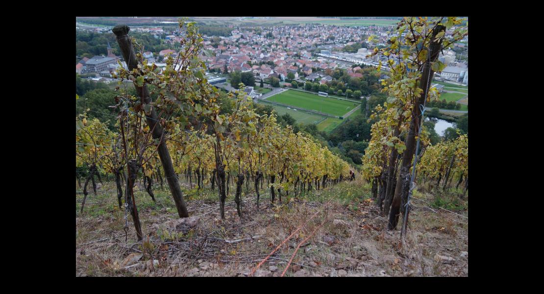 Vendanges au Rangen-7.jpg