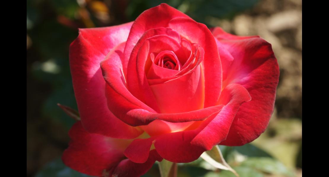 Django_Reinhardt_rose_rosier_roseraie_Rene_Barth_2024_OLBIA%20photo%20JOERGER%20(5).JPG