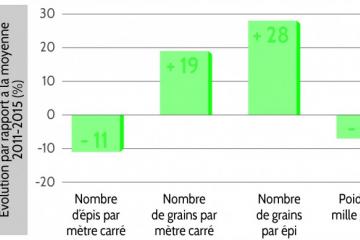 Blé-Graph1.jpg