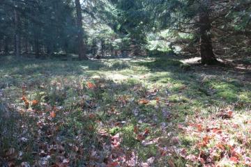Gibier-Forêt-IMG_2860.JPG