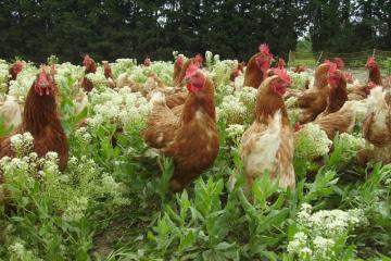Poules%20pondeuses.jpg