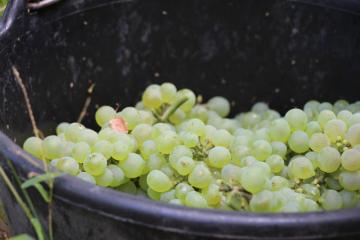 vendanges_3836.JPG