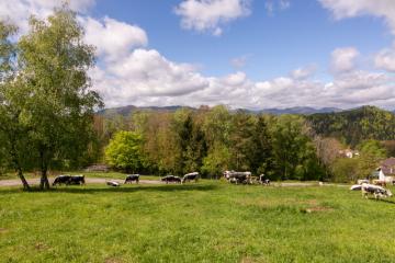agriculture-montagne_schellenberger_09.jpg