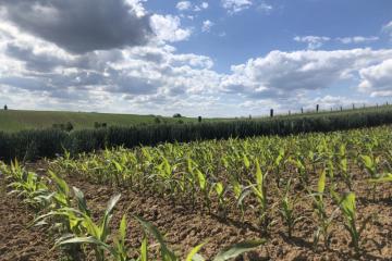 campagne-mai-2022-IMG_2911.jpg