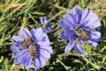 abeilles-IMG_4395.jpg