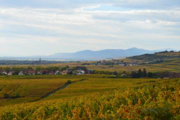 vignes_orschwiller_automne_2022_DSC_1066.JPG