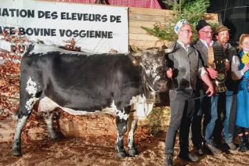 concours-vosgienne-68-2023-GRANDE%20CHAMPIONNE.jpg