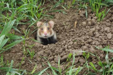 hamster%20sauvage%20%C2%A9%20ONCFS:%20Charlotte%20