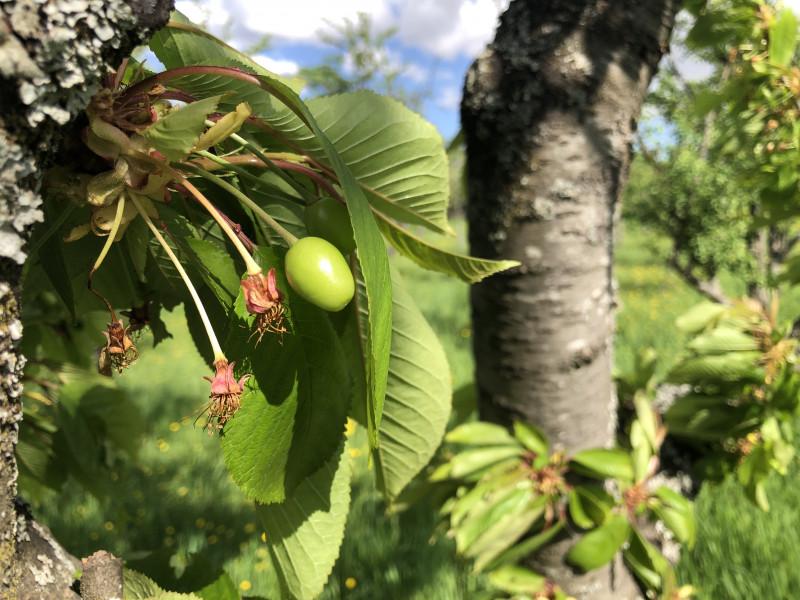 Cerises_fruits_tour_plaine_Westhalten_domaine_Bollenberg_debut_avril_2024_03.JPG