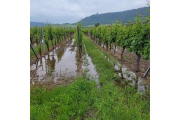 Vignoble-noyé-2024-inondations début juin 2024.jpg
