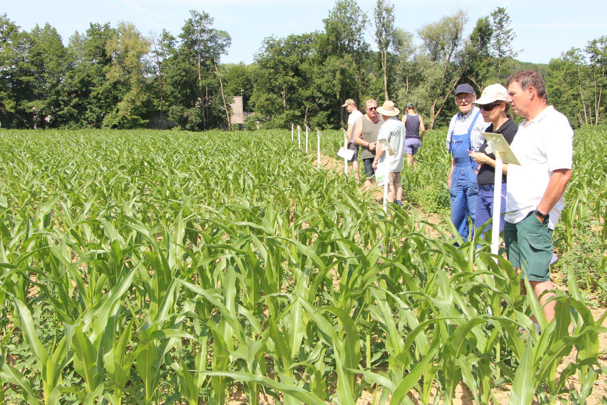 Visite%20essai%20desherbage%20ma%C3%AFs_Tago_25juin2019%20(2).jpg