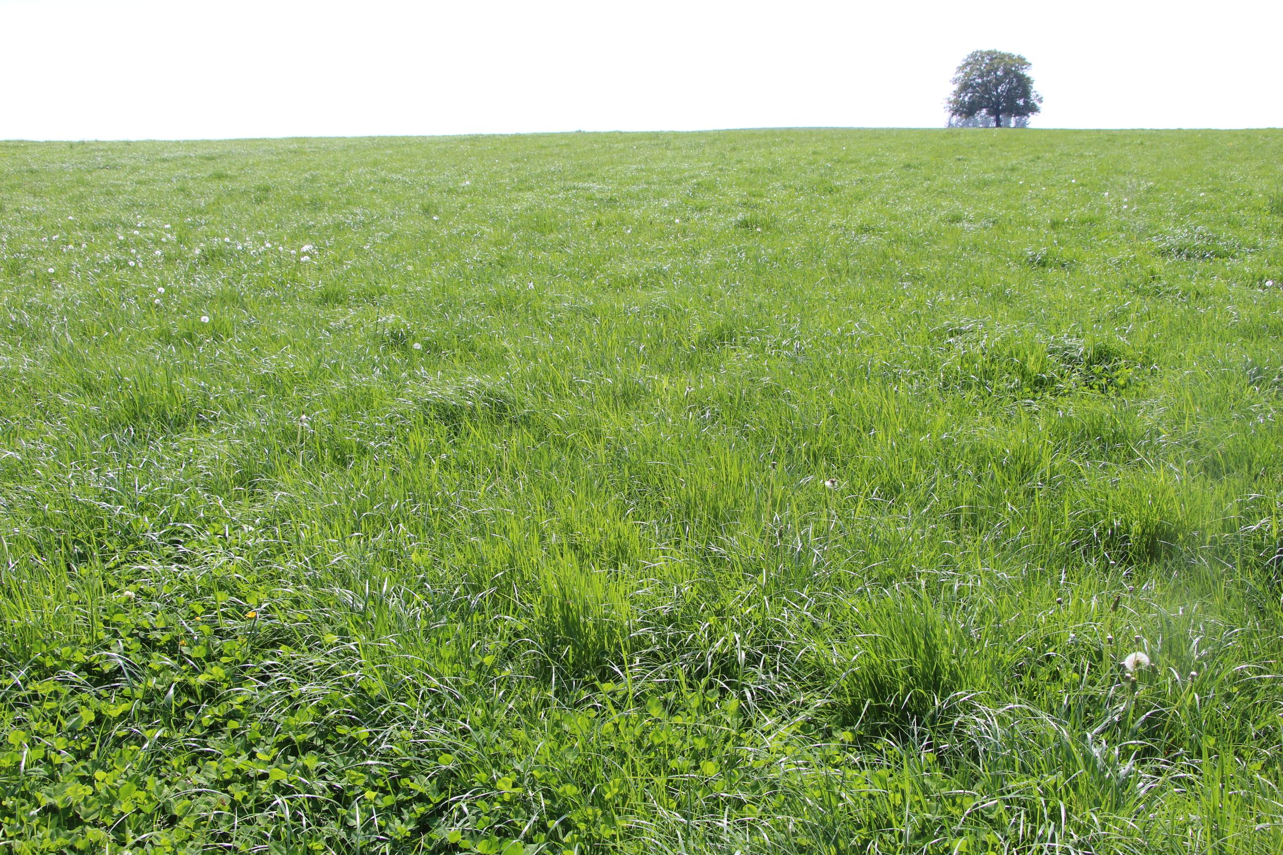 Herbe_2386.JPG