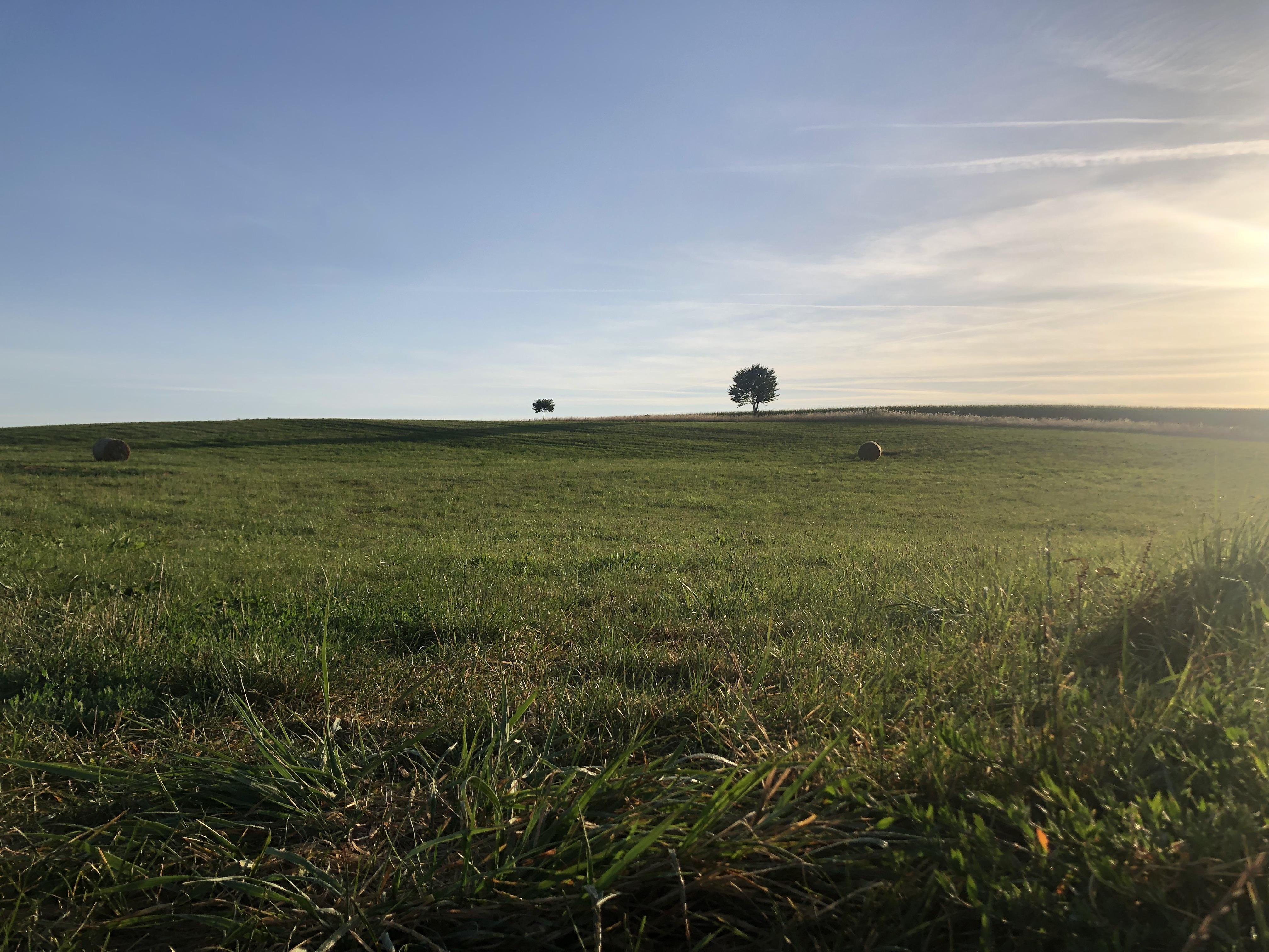 Arbre-paysage-IMG_4037.jpg