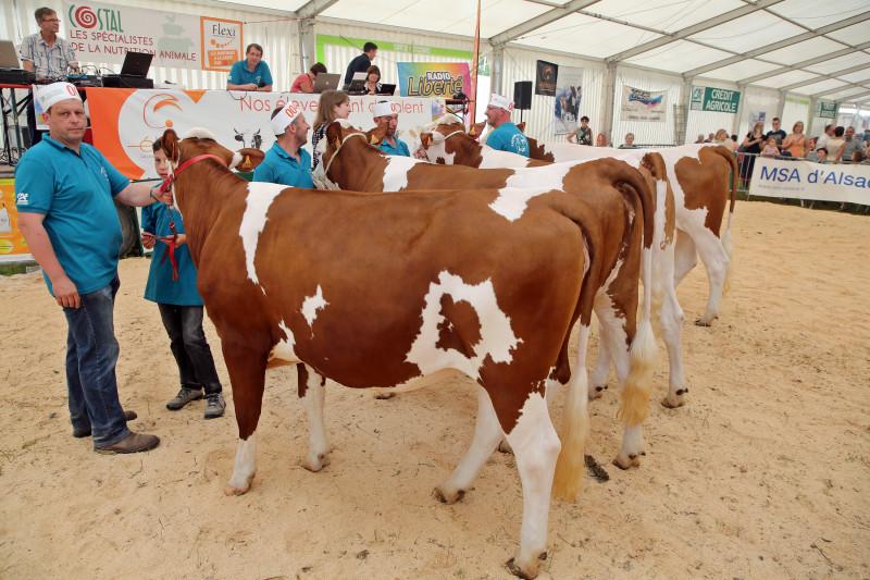 Festival de l'élévage - Montbéliardes - 01.jpg