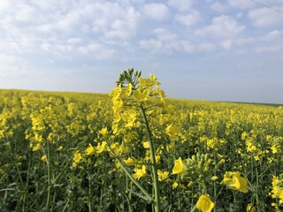 campagne-printemps-2022-IMG_2322.jpg