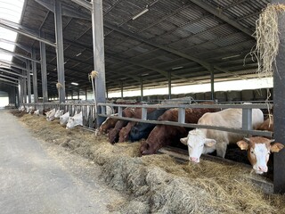 Regards-%20viande%20bovine.jpg