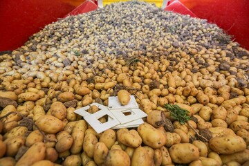 recolte_pommes-de-terre-2026_03.jpg